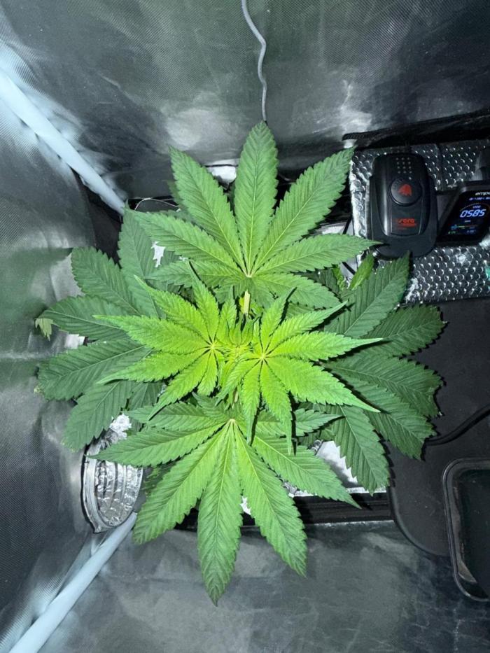Plant photo
