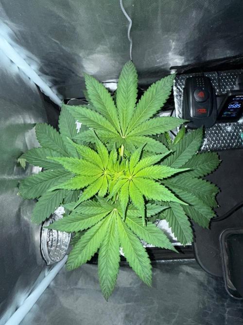 Fruit Spirit RQS. Week 4