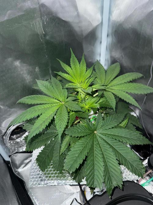Fruit Spirit RQS. Week 4
