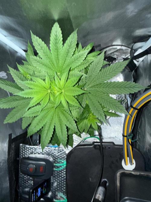 Grow Tent 120x60x180. Week 4