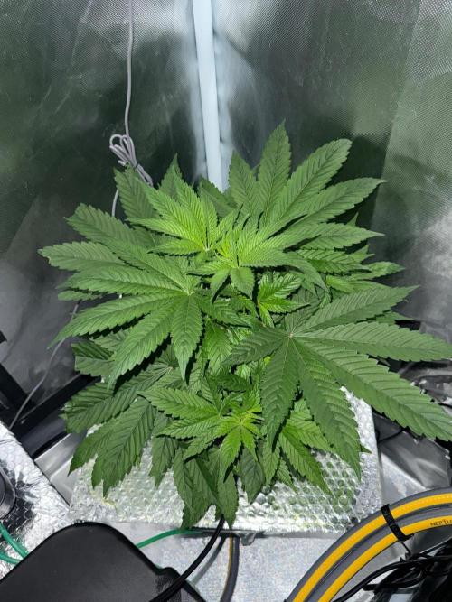 Fruit Spirit RQS. Week 4