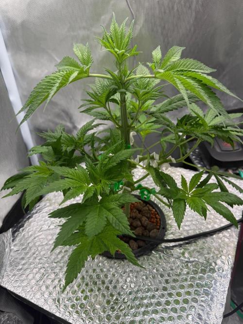 Grow Tent 120x60x180. Week 4