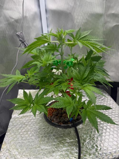 Fruit Spirit RQS. Week 4