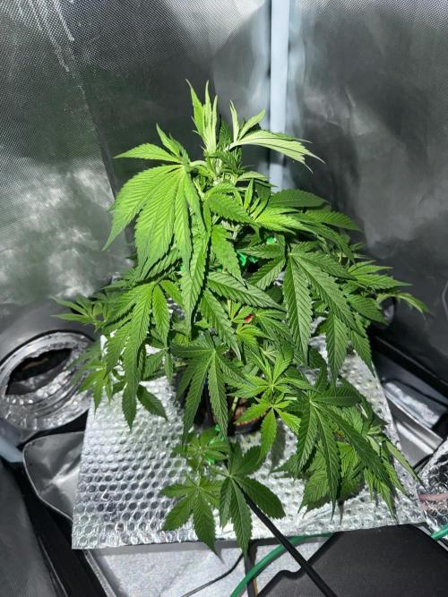 Fruit Spirit RQS. Week 5