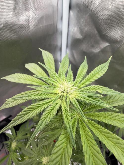 Fruit Spirit RQS. Week 7