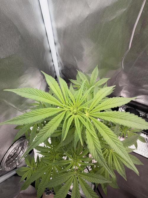 Fruit Spirit RQS. Week 7