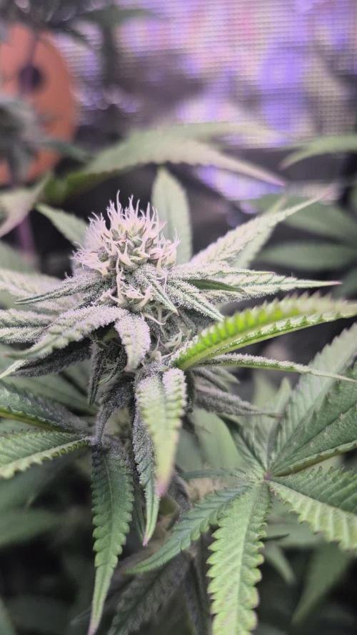 Skywalker OG