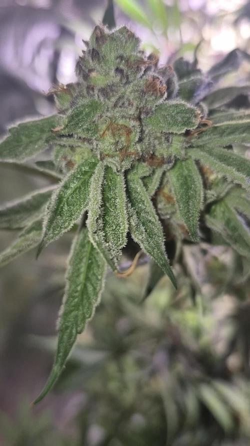 Skywalker OG