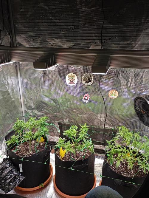 Purple Bud, Critical Kush, Sanlight 2x4. Week 6 - Overview