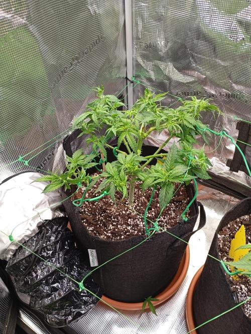 Purple Bud, Critical Kush, Sanlight 2x4. Week 6 - Critical Kush #1