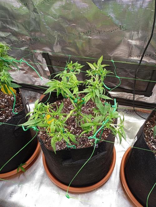 Purple Bud, Critical Kush, Sanlight 2x4. Week 6 - Critical Kush #2
