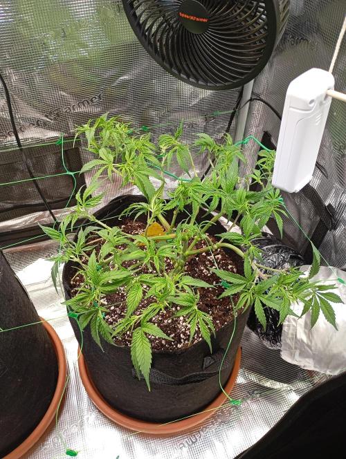 Purple Bud, Critical Kush, Sanlight 2x4. Week 6 - Purple Bud