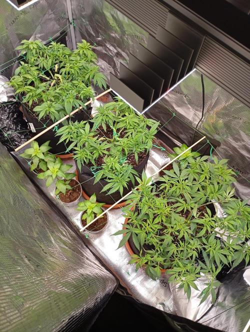 Purple Bud, Critical Kush, Sanlight 2x4. Week 7 - Overview