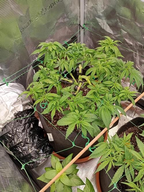 Purple Bud, Critical Kush, Sanlight 2x4. Week 7 - Criticak Kush #2