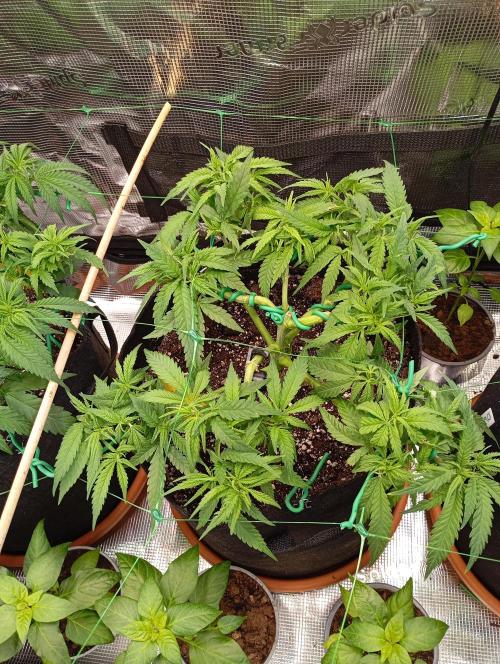 Purple Bud, Critical Kush, Sanlight 2x4. Week 7 - Critical Kush #1