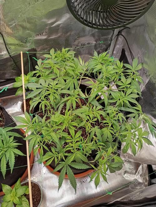 Purple Bud, Critical Kush, Sanlight 2x4. Week 7 - Purple Bud