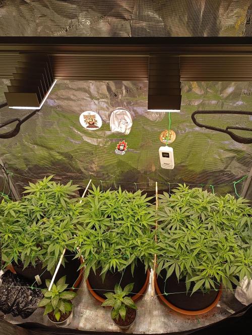 Purple Bud, Critical Kush, Sanlight 2x4. Week 8 - Overview