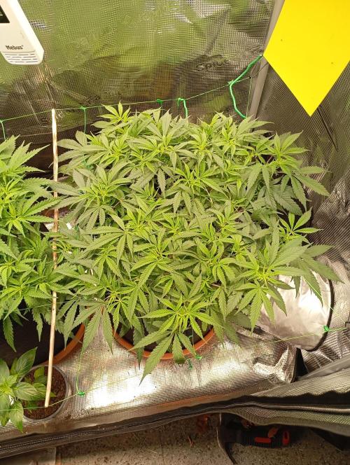 Purple Bud, Critical Kush, Sanlight 2x4. Week 8 - Purple Bud