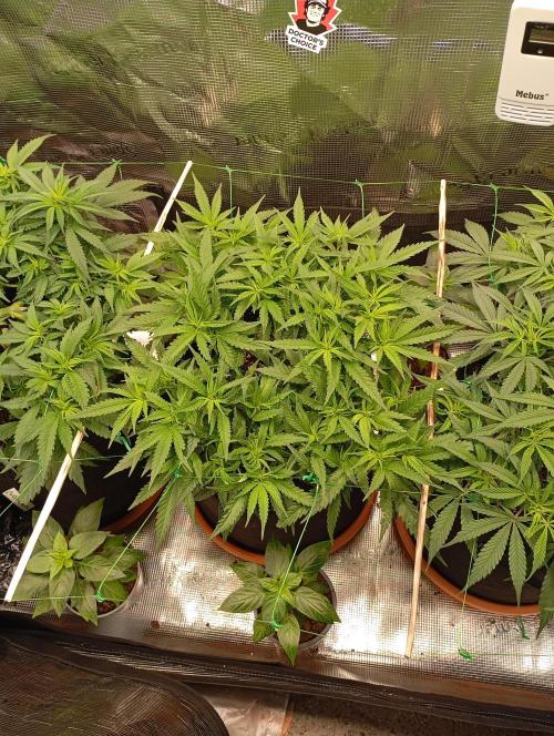 Purple Bud, Critical Kush, Sanlight 2x4. Week 8 - Critical Kush #1