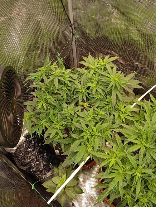 Purple Bud, Critical Kush, Sanlight 2x4. Week 8 - Critical Kush #2