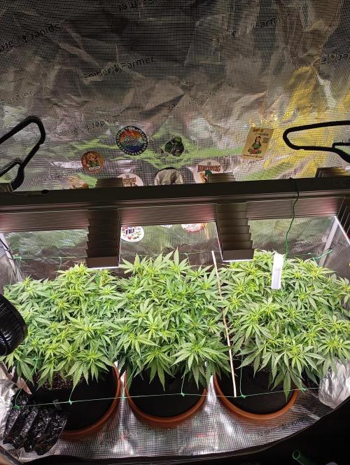 Purple Bud, Critical Kush, Sanlight 2x4. Week 9