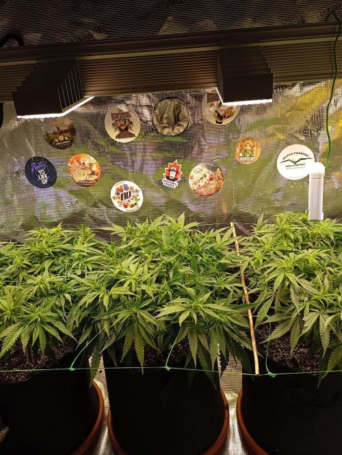 Purple Bud, Critical Kush, Sanlight 2x4. Week 9