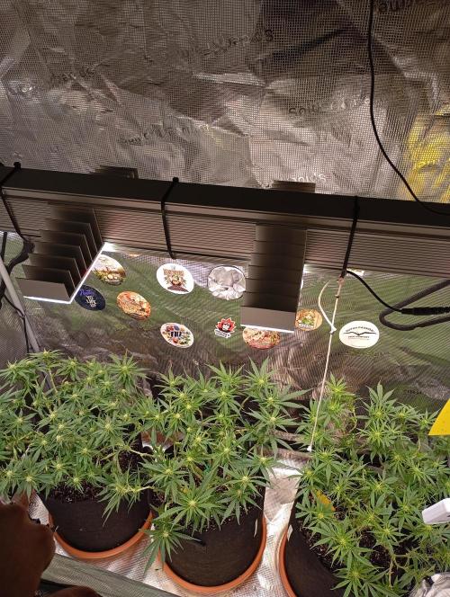 Purple Bud, Critical Kush, Sanlight 2x4. Week 10 - Overview