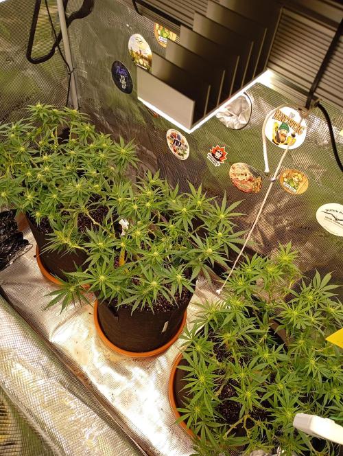 Purple Bud, Critical Kush, Sanlight 2x4. Week 10 - All the Ladies