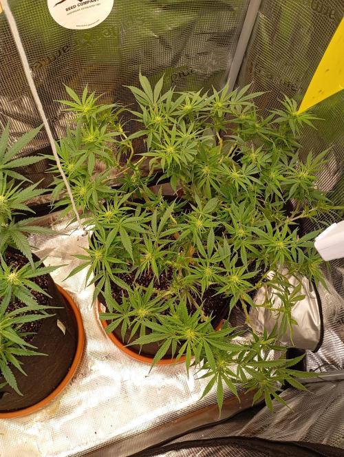 Purple Bud, Critical Kush, Sanlight 2x4. Week 10 - Puple Bud