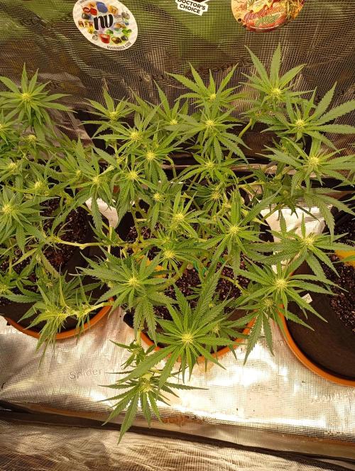 Purple Bud, Critical Kush, Sanlight 2x4. Week 10 - Critical Kush#2