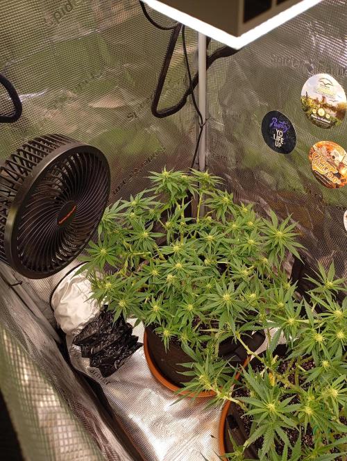 Purple Bud, Critical Kush, Sanlight 2x4. Week 10 - Critical Kush #1