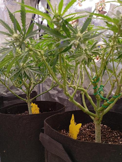 Purple Bud, Critical Kush, Sanlight 2x4. Week 10 - Under the skirt