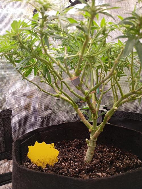 Purple Bud, Critical Kush, Sanlight 2x4. Week 10 - Under the Puple Bud skirt