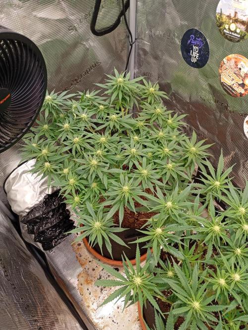 Purple Bud, Critical Kush, Sanlight 2x4. Week 10 - Critical Kush #1