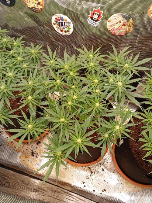 Purple Bud, Critical Kush, Sanlight 2x4. Week 10 - Critical Kush #2