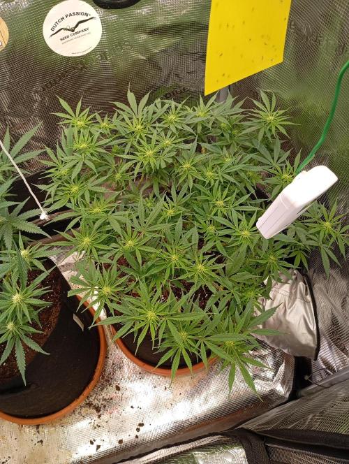 Purple Bud, Critical Kush, Sanlight 2x4. Week 10 - Purple Bud