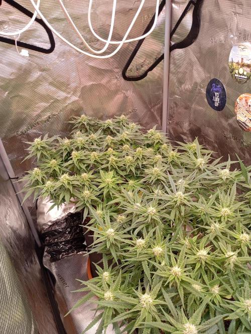 Purple Bud, Critical Kush, Sanlight 2x4. Week 11