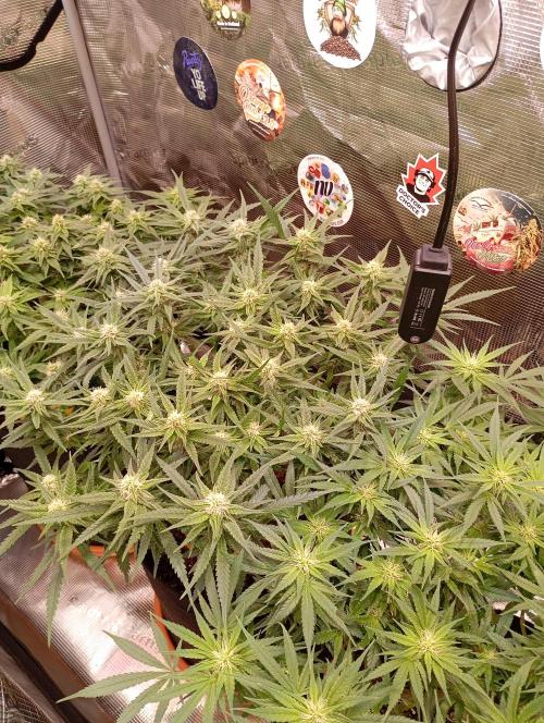 Purple Bud, Critical Kush, Sanlight 2x4. Week 11