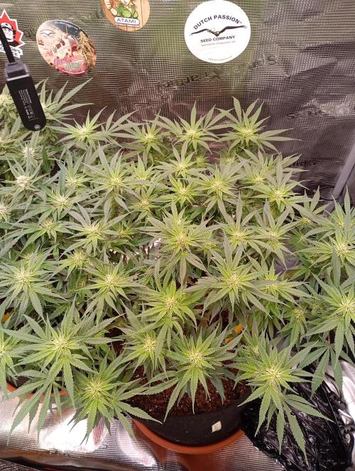 Purple Bud, Critical Kush, Sanlight 2x4. Week 11