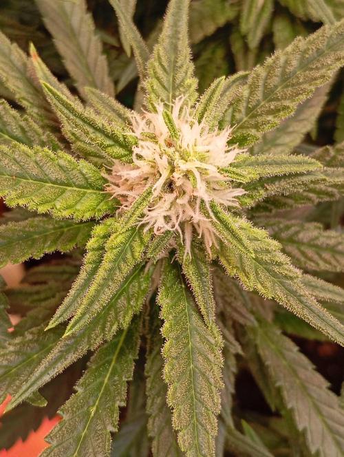 Purple Bud, Critical Kush, Sanlight 2x4. Week 12 - Got some issues... Think to low ferts... Now i have a PH and EC meter...