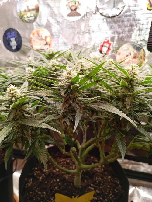 Purple Bud, Critical Kush, Sanlight 2x4. Week 12 - Sideview of Critical Kush #2