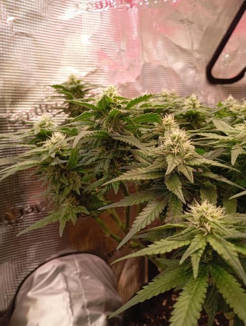 Purple Bud, Critical Kush, Sanlight 2x4. Week 12 - Critical Kush #1