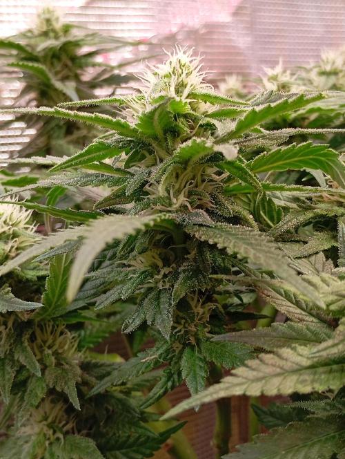 Purple Bud, Critical Kush, Sanlight 2x4. Week 12 - Critical Kush #2