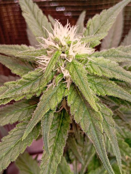 Purple Bud, Critical Kush, Sanlight 2x4. Week 12