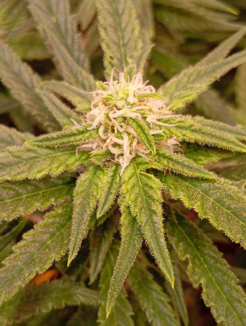 Purple Bud, Critical Kush, Sanlight 2x4. Week 12 - Here you see it... Maybe calmag? Or phosphorus is missing.