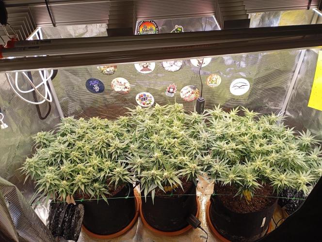 Purple Bud, Critical Kush, Sanlight 2x4. Week 13 - Overview