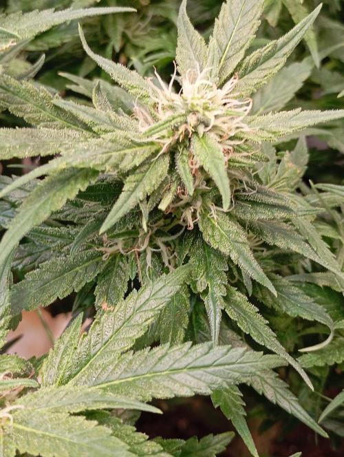 Purple Bud, Critical Kush, Sanlight 2x4. Week 13 - Budshot Purple Bud