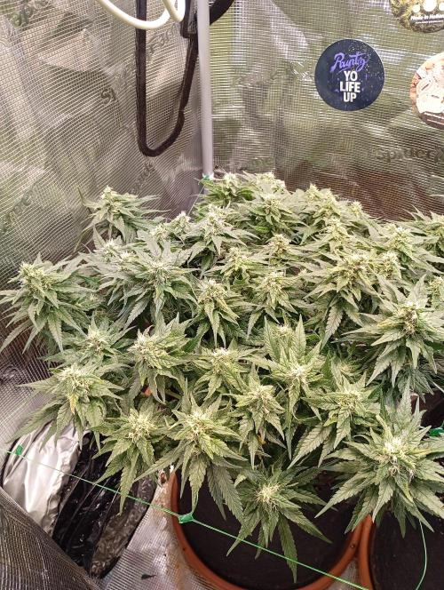 Purple Bud, Critical Kush, Sanlight 2x4. Week 13 - Critical Kush #1