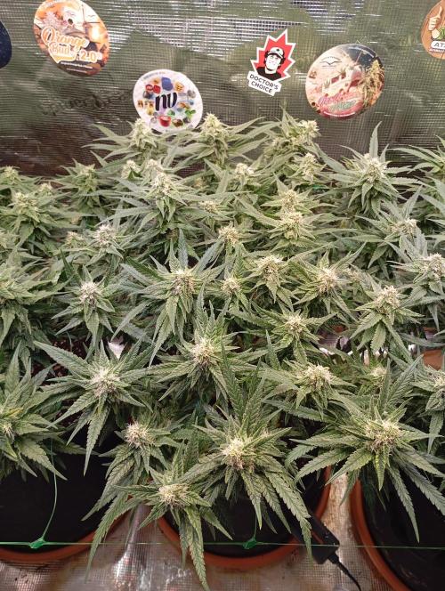 Purple Bud, Critical Kush, Sanlight 2x4. Week 13 - Critical Kush #2