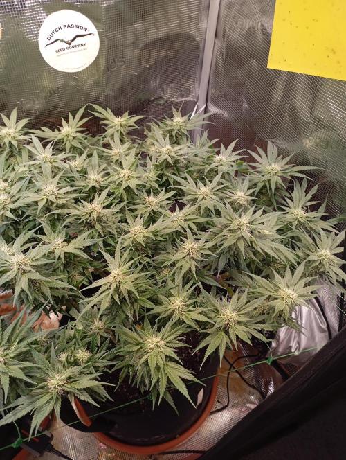 Purple Bud, Critical Kush, Sanlight 2x4. Week 13 - Purple Bud